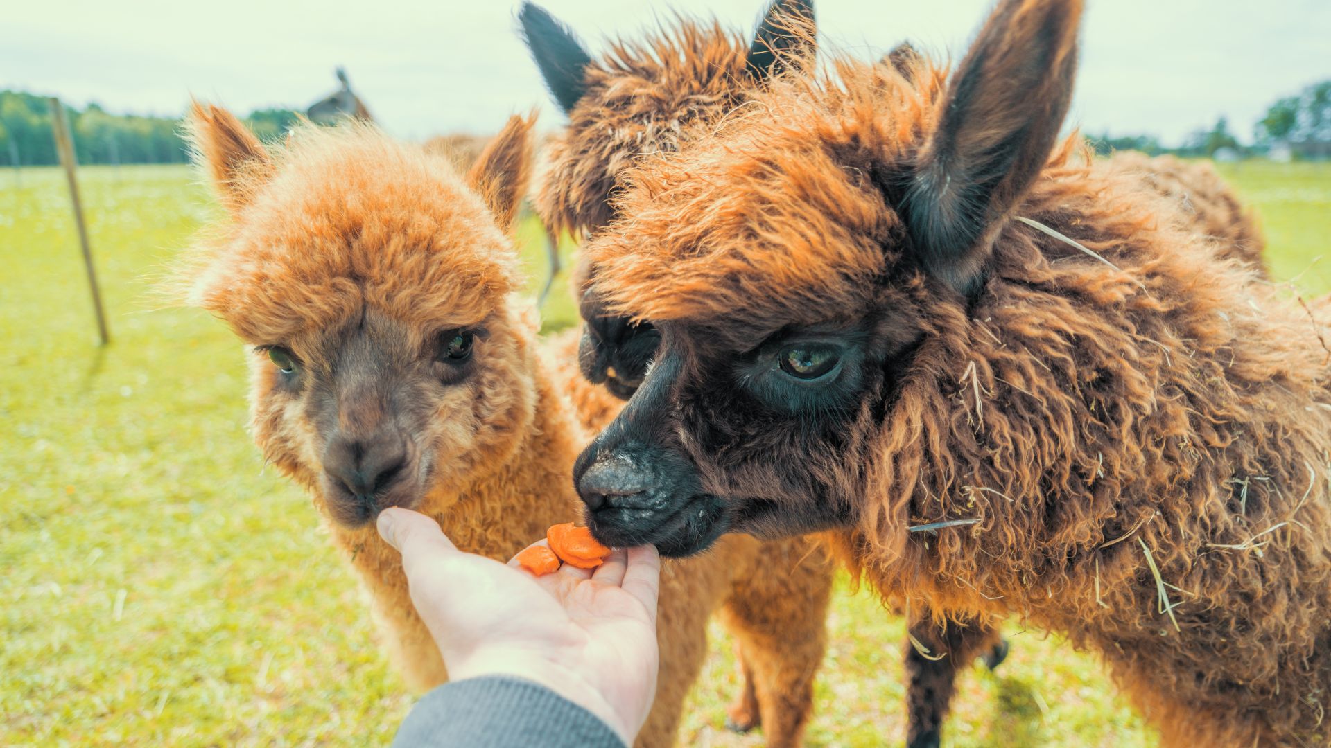 Alpaca farm Hestia Hotel Strand